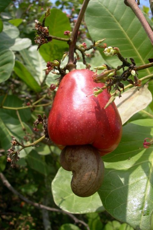 cashew-fruit